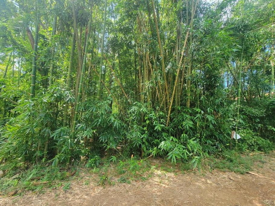 Vive Utila - Bed & Breakfast Exterior foto